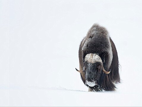 Guerriers des glaces Les boeufs musqués en Norvège, survivants de l'âge de glace