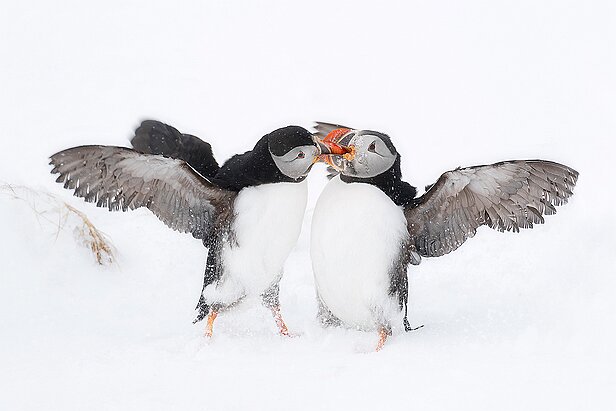 puffin fight club