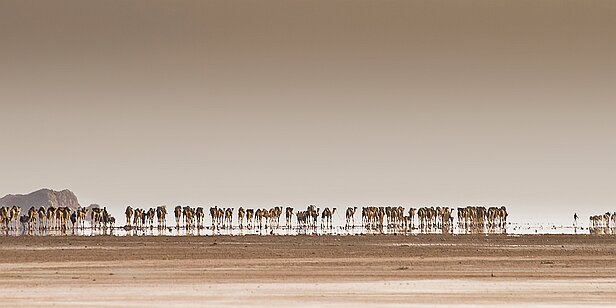 Caravane de sel - Désert du Danakil -
