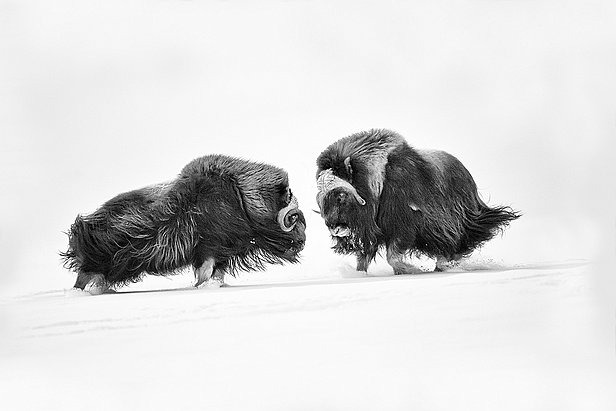 lionnet_denis-03