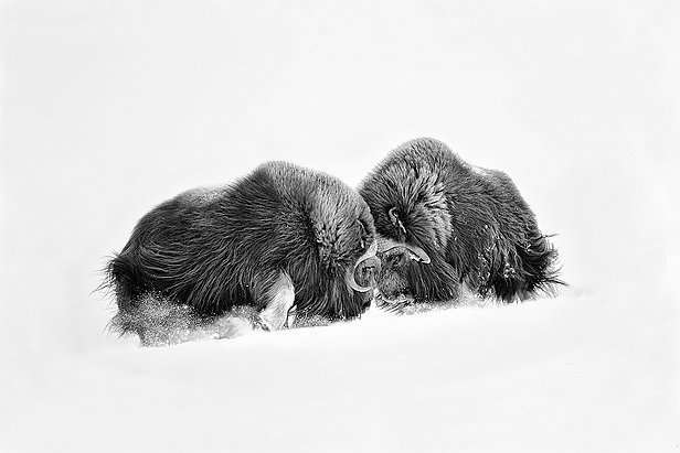 lionnet_denis-10
