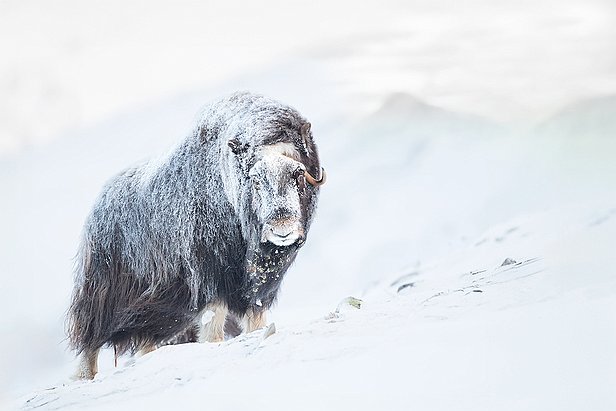 lionnet_denis-12