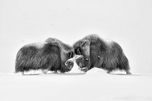 lionnet_denis-13