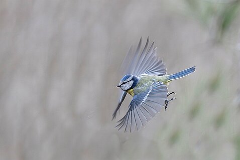 En vol Les oiseaux du jardin en vol.