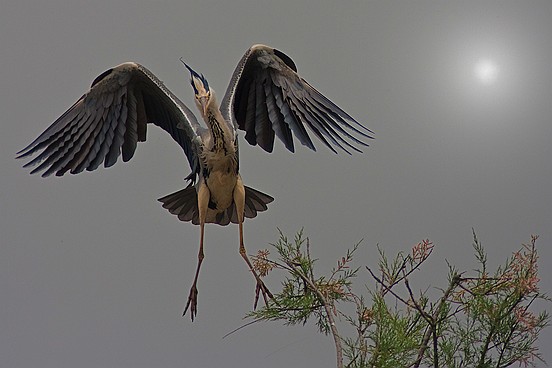 IMG_1212b Le héron cendré