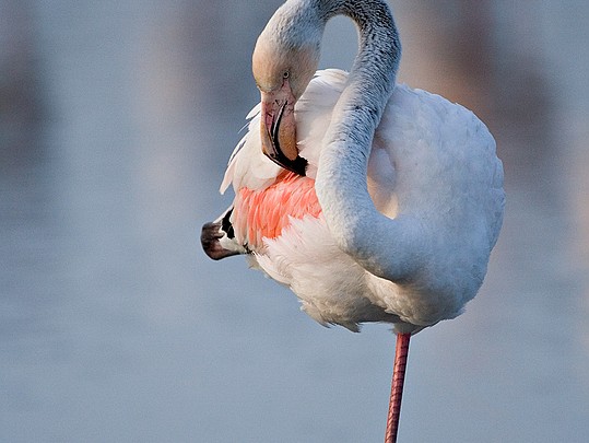 Flamants roses