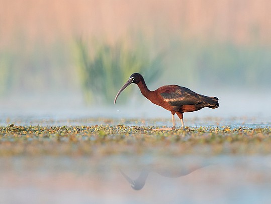 Les ibis