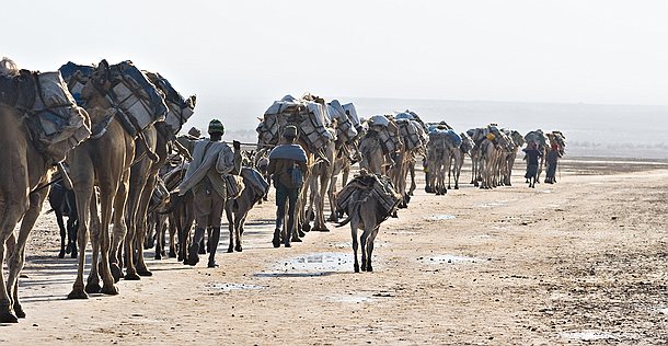 Caravane Le soir, les caravanes formés de vingt à trente chameaux s'étirent lentement, se suivent jusqu'à s'aligner sur une longue file de plusieurs kilomètres.