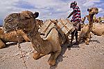 Chargement du sel - nomade Afar - Ethiopie : afar