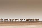 Caravane de sel - Désert du Danakil - : afar, afar dallol