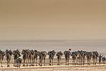 Caravane de sel - Désert du Danakil - : afar, afar dallol