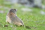 marmotte