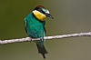 40dIMG_8817a
