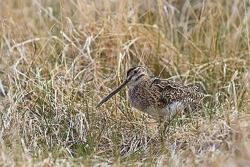 Bécassine des marais.