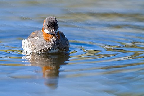 _MG_4333-Modifier phalarope à bec étroit en plumage nuptial reconnaissable à la zone rouille qui entoure la gorge. Contrairement à la plupart des autres espèces d'oiseaux, la...