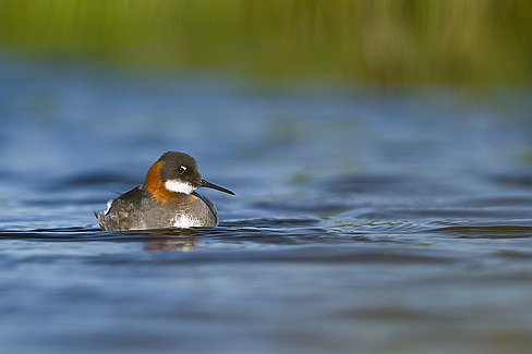 Phalarope à bec étroit.