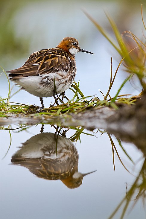 _MG_6567-Modifier Reflet de phalarope ...