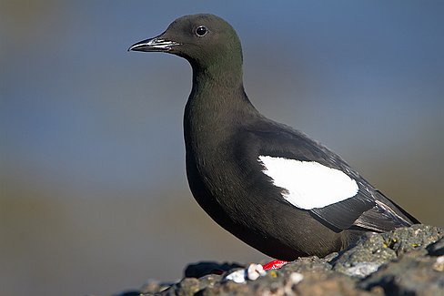 Le guillemot à miroir. Il est bien moins abondant que ses cousins guillemots et n'affectionne pas les falaises mais recherche les abris dans les rochers.