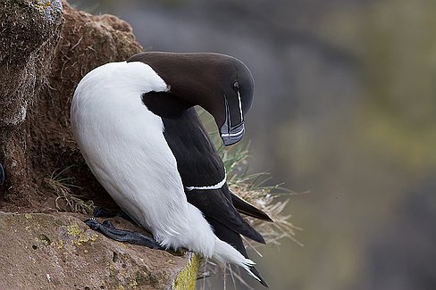 Le pingouin torda Les macareux partagent les falaises avec d'autres oiseaux marins. Le pingouin torda. Il ne se ditingue des guillemots que par son bec.