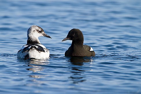 _MG_6355-Modifier2 Parade de guillemots à miroir.
