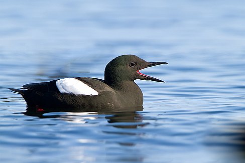 _MG_6361-Modifier2 Son plumage noir met en valeur ses pattes et son gosier rouge vif.