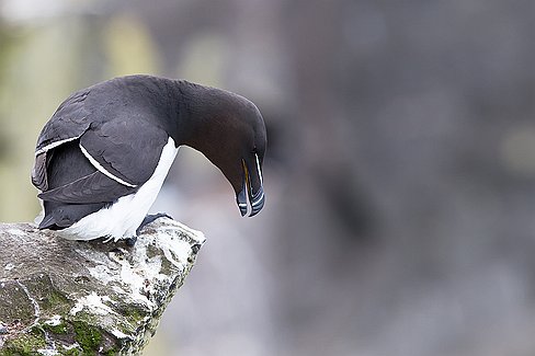 _MG_7218-Modifier Pingoin torda ou razorbill en anglais ... son bec est redoutable ...