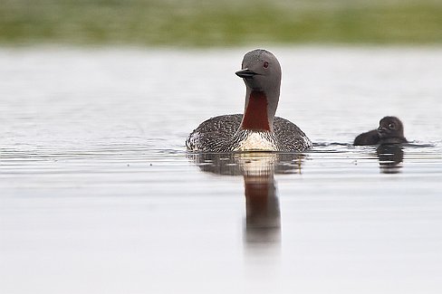 _MG_9160-Modifier2 Une journée avec une famille de plongeons catmarin.