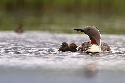 _MG_9181-Edit-2b Madame et les deux petits ....