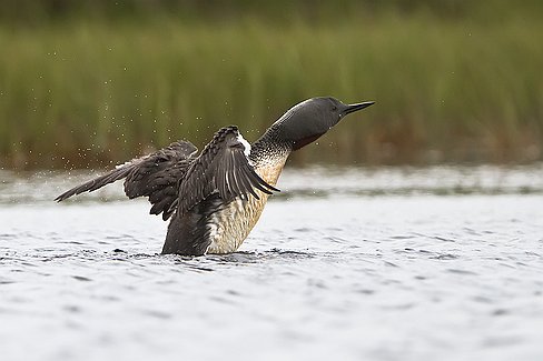 _MG_9450-Modifier-Modifier Le bain avant le décollage ...