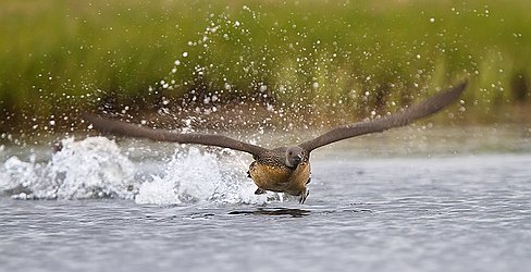 _MG_9674-Modifier Top décollage ...