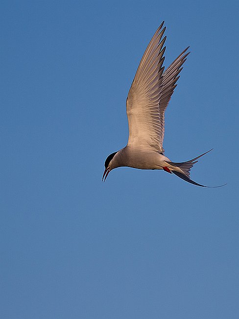 _MG_2546-edit2 Le voyage dure environ quatre mois, l'aller et retour peut couvrir 35 000 kilomètres.