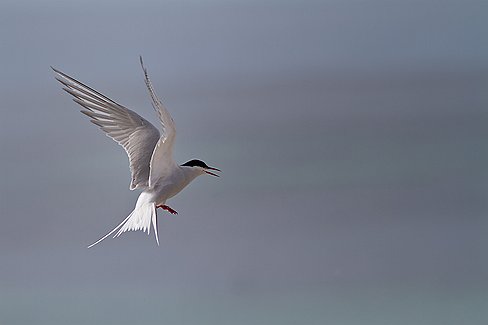 _MG_4291-edit-2 Une colonie de sternes est toujours surveillée par une sentinelle. A son signal, toutes les sternes s'envolent et attaquent vigoureusement l'intrus