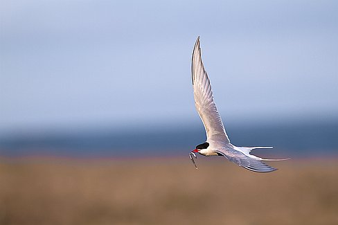 _MG_5042-Modifier-2 La sterne arctique se nourrit surtout de petits poissons, mais aussi de plancton et de petits crustacés. Ce régime marin lui permet de continuer à se nourrir...