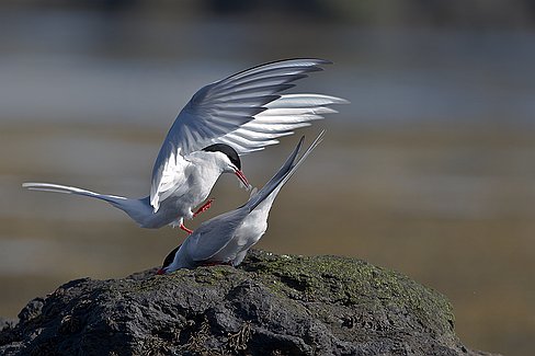 _MG_6410-Modifier-2 Les couples de sternes arctiques sont unis pour la vie et retournent s'accoupler et nicher au même endroit, chaque printemps. L'espèce niche en grandes colonies...