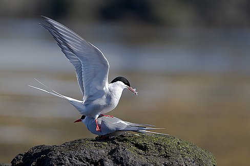 _MG_6415-Edit La vie amoureuse des sternes ...