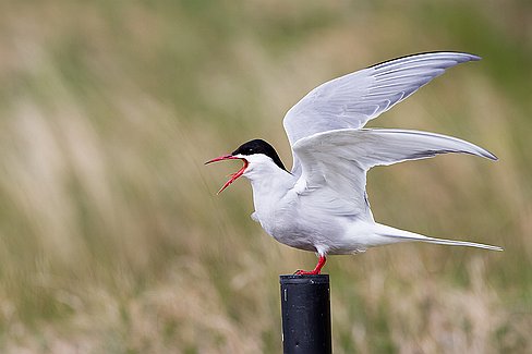 _MG_7428-Edit La sterne arctique est certainement un des plus grands migrateurs connus. Elle passe l'été dans l'hémisphère nord, près de l'Arctique. Elle vole ensuite vers le...