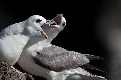 _MG_7491-Modifier L'une des particularités biologiques du fulmar est d'avoir une glande de dessalage de l'eau de mer lui permettant ainsi de boire. Le sel est rejeté au niveau...