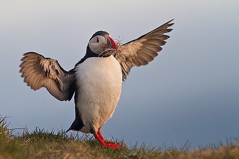 _MG_5228-Modifier A terre il se trouve au sommet des falaises sur les pentes herbeuses.