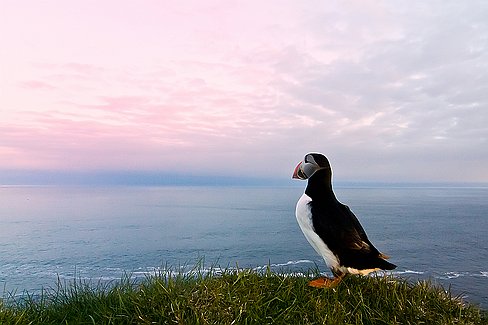 Contempler la mer ...
