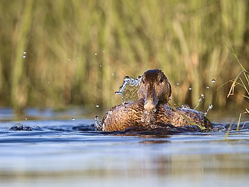 Lîle de Flatey L'ile de Flatey et les eiders