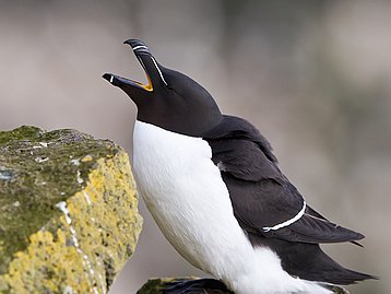 Pingouins et guillemots