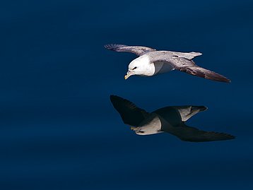 Fulmars et mouettes