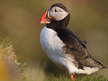 Les macareux Les macareux des falaises de Latrabjarg.