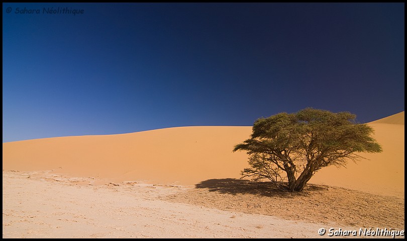 alidemma-10.jpg - Acacia dans les dunes.