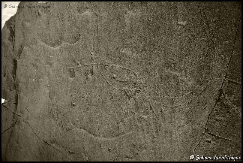 alidemma-13.jpg - Gravure sur un bloc devant l'abri d'In ezzane. Il s'agit d'une représentation d'un Bubalus antiqus, grand buffle antique, boviné sauvage d' aspect redoutable qui a disparu de nos jours.Ce bovidé possède des cornes spectaculaires (un crâne découvert lors de fouille présente un cornage de 3,60 m d' envergure) qui ont du certainement impressionner l' imaginaire des graveurs.