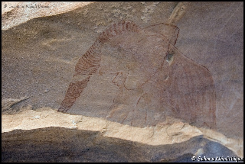 alidemma-16.jpg - Petit abri non loin de la grotte principale. Superbe peinture d'éléphant dans le style de L' école d'Iheren-Tahilahi.Cette école correspond à des figurations qui se distinguent par une technique, le dessin au trait.Cette école avec son naturalisme évolué et sa maîtrise technique a certainement produit les plus beaux chefs-d 'oeuvres des peintures rupestres du Sahara.La principale caractéristique est le tracé effectué avec un pinceau fin, parfois utilisé seul, parfois employé avec des aplats légers de tonalité claire et quelques aplat plus foncé.