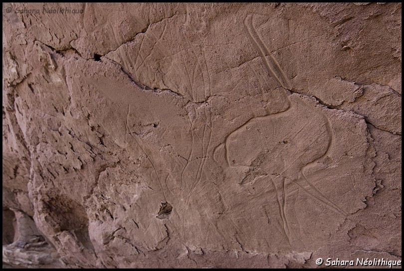 alidemma-18.jpg - Grand abri d'Aman Sammedni. Gravure d'autruche.