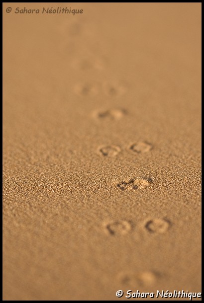 alidemma-22.jpg - Sur les traces .....la vie est toujours présente.