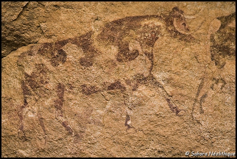 alidemma-25.jpg - Peintures dans un abri non loin de la nécropole de Monkhor. Les nombreux fragments de poteries ainsi que ces peintures de bovins attestent de l'occupation des lieux en des temps où l'aridité était moindre.