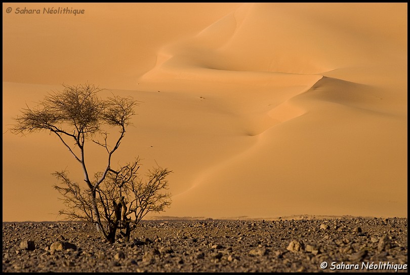 alidemma-32.jpg - Les grandes dunes d'Aman Sammedni.